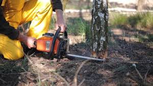 Best Tree and Shrub Care  in Lake Bryan, TX