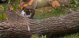 Best Fruit Tree Pruning  in Lake Bryan, TX