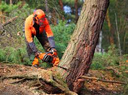 Best Hazardous Tree Removal  in Lake Bryan, TX