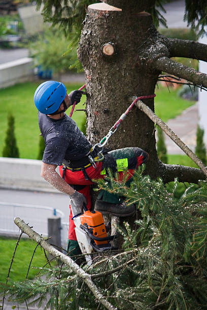 Best Lawn Watering Services  in Lake Bryan, TX