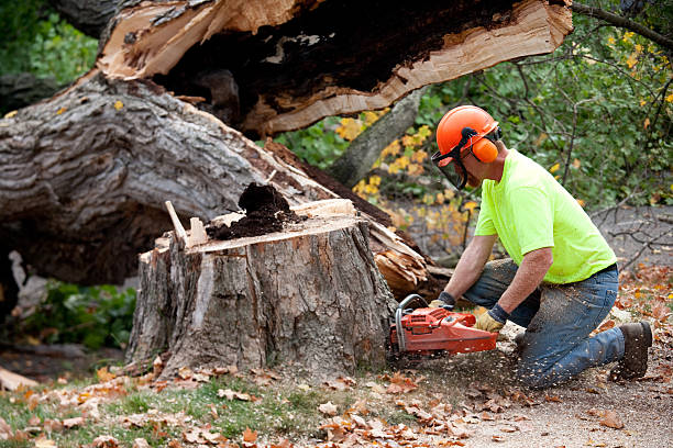 Best Commercial Tree Services  in Lake Bryan, TX