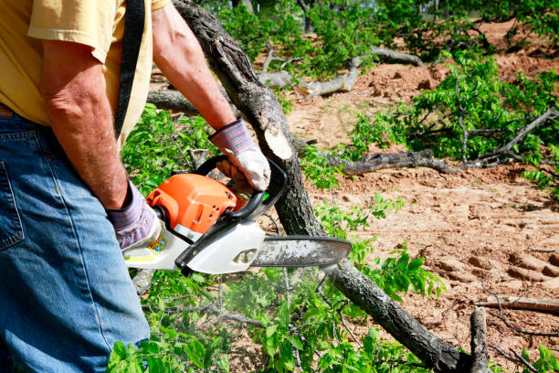 Best Emergency Tree Removal  in Lake Bryan, TX